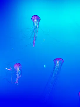 新江ノ島水族館に投稿された画像（2026/9/12）