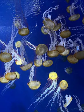 新江ノ島水族館に投稿された画像（2026/9/12）