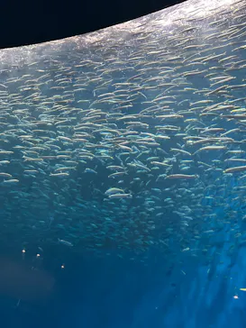 名古屋港水族館に投稿された画像（2026/9/12）