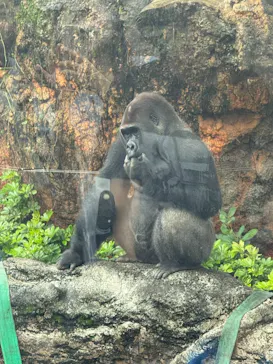恩賜上野動物園に投稿された画像（2026/9/12）