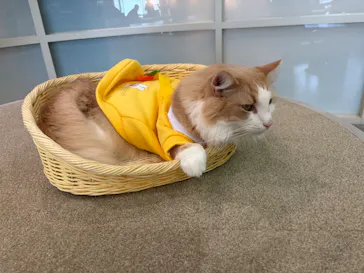 猫カフェモカ 京都河原町店に投稿された画像（2026/9/12）