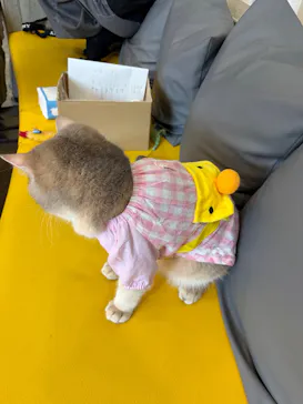 猫カフェモカ 京都河原町店に投稿された画像（2026/9/12）