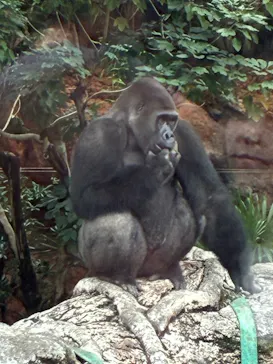 恩賜上野動物園に投稿された画像（2026/9/12）