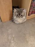 猫カフェモカ　新宿店に投稿された画像（2026/9/12）