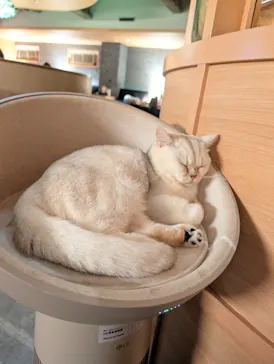 猫カフェモカ　新宿店に投稿された画像（2026/9/12）