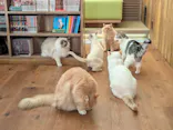 猫カフェモカ　池袋東口店に投稿された画像（2026/9/12）