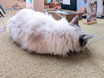 猫カフェモカ　池袋東口店に投稿された画像（2026/9/12）