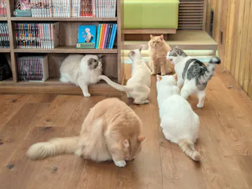 猫カフェモカ　池袋東口店に投稿された画像（2026/9/12）