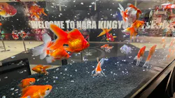NARA KINGYO MUSEUMに投稿された画像（2026/9/12）