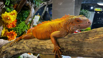NARA KINGYO MUSEUMに投稿された画像（2026/9/12）
