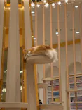 猫カフェモカ　イオンモール幕張新都心店に投稿された画像（2026/9/12）