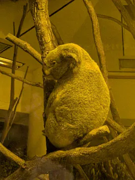 こども動物自然公園（埼玉県公園緑地協会）に投稿された画像（2026/9/12）