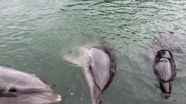 下田海中水族館に投稿された画像（2026/9/12）