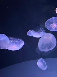 サンシャイン水族館に投稿された画像（2026/9/12）