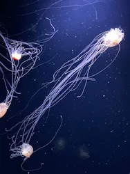 サンシャイン水族館に投稿された画像（2026/9/12）