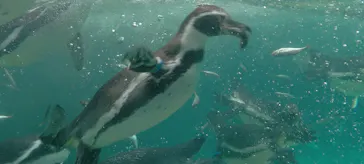 葛西臨海水族園に投稿された画像（2026/9/12）