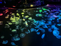 すみだ水族館に投稿された画像（2026/9/13）