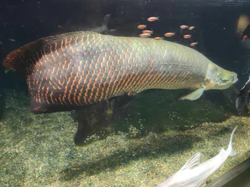 世界淡水魚園水族館　アクア・トトぎふに投稿された画像（2026/9/13）