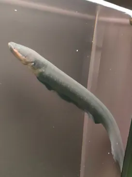世界淡水魚園水族館　アクア・トトぎふに投稿された画像（2026/9/13）