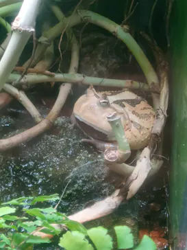 世界淡水魚園水族館　アクア・トトぎふに投稿された画像（2026/9/13）