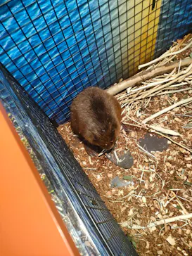 世界淡水魚園水族館　アクア・トトぎふに投稿された画像（2026/9/13）