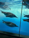 名古屋港水族館に投稿された画像（2026/9/13）