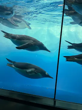 名古屋港水族館に投稿された画像（2026/9/13）