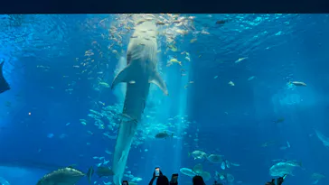沖縄美ら海水族館に投稿された画像（2026/9/13）