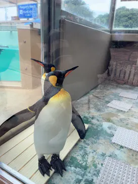 下田海中水族館に投稿された画像（2026/9/13）