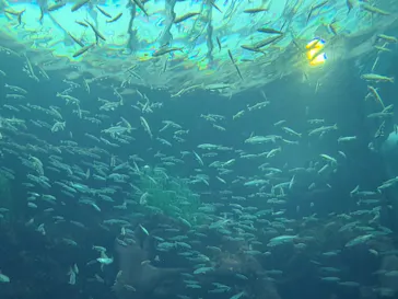 環境水族館アクアマリンふくしまに投稿された画像（2026/9/13）