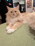 猫カフェモカ　池袋東口店に投稿された画像（2026/9/13）