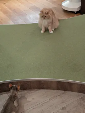 猫カフェモカ　池袋東口店に投稿された画像（2026/9/13）