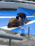 大分マリーンパレス水族館 「うみたまご」に投稿された画像（2026/9/13）
