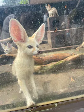 伊豆シャボテン動物公園に投稿された画像（2026/9/13）