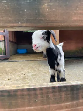 伊豆シャボテン動物公園に投稿された画像（2026/9/13）