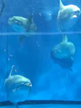アクアワールド茨城県大洗水族館に投稿された画像（2026/9/14）