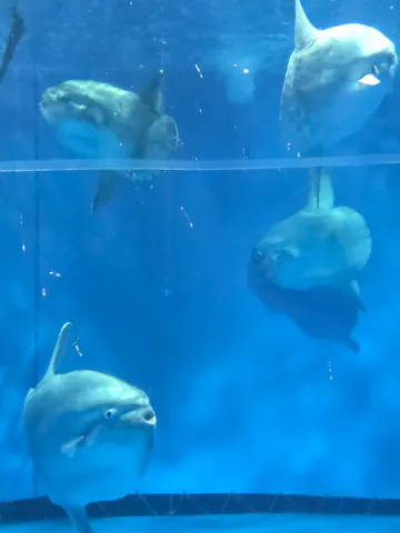 アクアワールド茨城県大洗水族館の口コミ ｜関東ではマンボウを見る