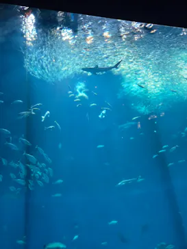 アクアワールド茨城県大洗水族館に投稿された画像（2026/9/13）