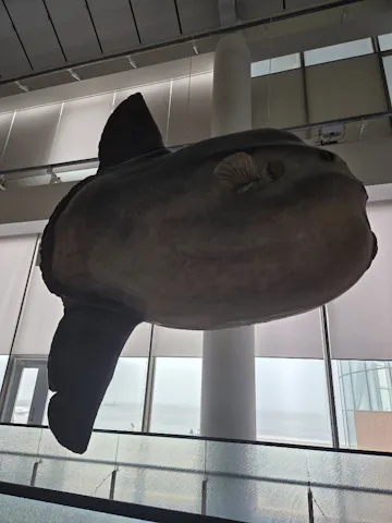 アクアワールド茨城県大洗水族館の口コミ ｜関東ではマンボウを見る