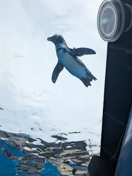 サンシャイン水族館に投稿された画像（2026/9/13）