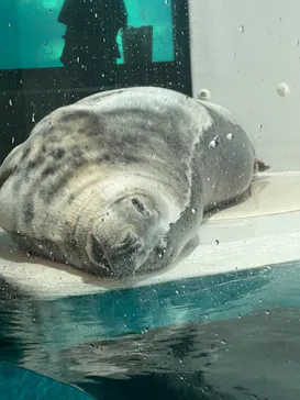 大分マリーンパレス水族館 「うみたまご」に投稿された画像（2026/9/13）