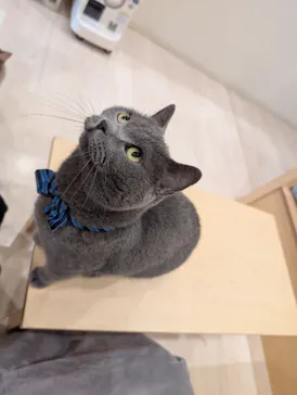 Cat Café MOFF グランベリーパーク店に投稿された画像（2026/9/14）