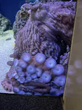 新江ノ島水族館に投稿された画像（2026/9/14）
