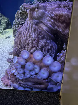 新江ノ島水族館に投稿された画像（2026/9/14）