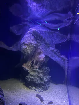 新江ノ島水族館に投稿された画像（2026/9/14）