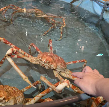 すさみ町立エビとカニの水族館に投稿された画像（2026/9/14）