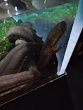 京都水族館に投稿された画像（2026/9/14）