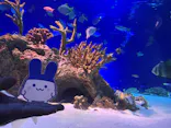 新江ノ島水族館に投稿された画像（2026/9/14）