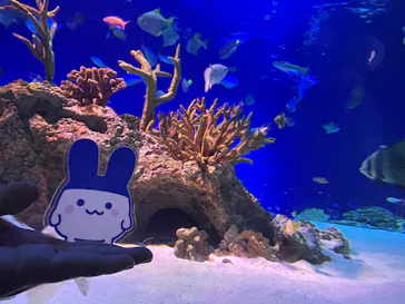 新江ノ島水族館に投稿された画像（2026/9/14）