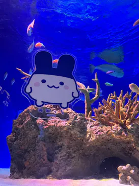 新江ノ島水族館に投稿された画像（2026/9/14）